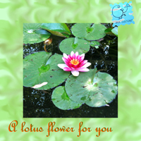 lotus flower for you